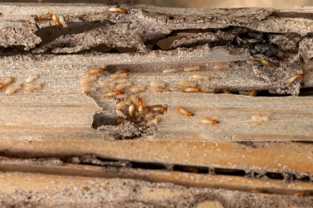 Best Best Pest Control Companies  in Footville, WI